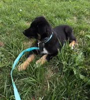 Winston, a male Australian Shepherd for sale in Unionville, IA – 5 of 5