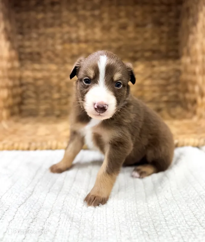 Cove – Australian Shepherd puppy for sale in Unionville, IA