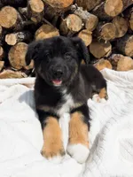 Winston, a male Australian Shepherd for sale in Unionville, IA – 4 of 5