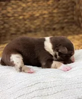 Snickers, a male Australian Shepherd for sale in Unionville, IA – Photo 4 of 6