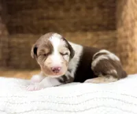 Snickers, a male Australian Shepherd for sale in Unionville, IA – Photo 1 of 6