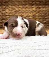 Snickers, a male Australian Shepherd for sale in Unionville, IA – Photo 2 of 6