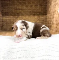 Snickers, a male Australian Shepherd for sale in Unionville, IA – Photo 5 of 6