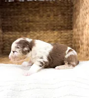 Snickers, a male Australian Shepherd for sale in Unionville, IA – Photo 6 of 6