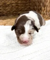 Snickers, a male Australian Shepherd for sale in Unionville, IA – Photo 3 of 6