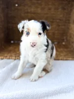 Glitter, a female Australian Shepherd for sale in Unionville, IA – 2 of 2