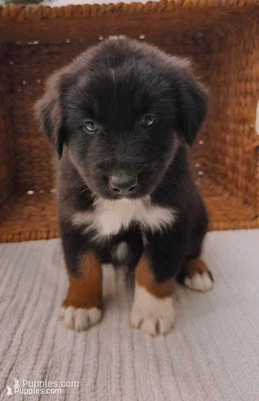 Porter – Australian Shepherd puppy for sale in Unionville, IA