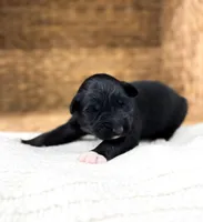 Chucky, a male Australian Shepherd for sale in Unionville, IA – Photo 2 of 5
