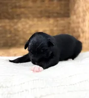 Chucky, a male Australian Shepherd for sale in Unionville, IA – Photo 4 of 5