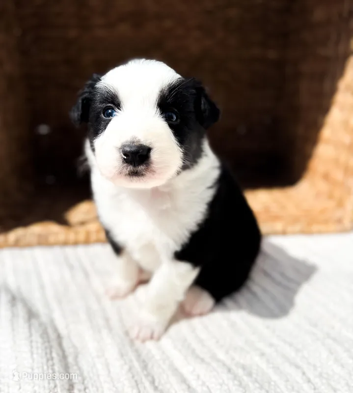 Jack – Australian Shepherd puppy for sale in Unionville, IA
