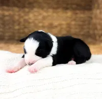 Jack, a male Australian Shepherd for sale in Unionville, IA – Photo 3 of 5
