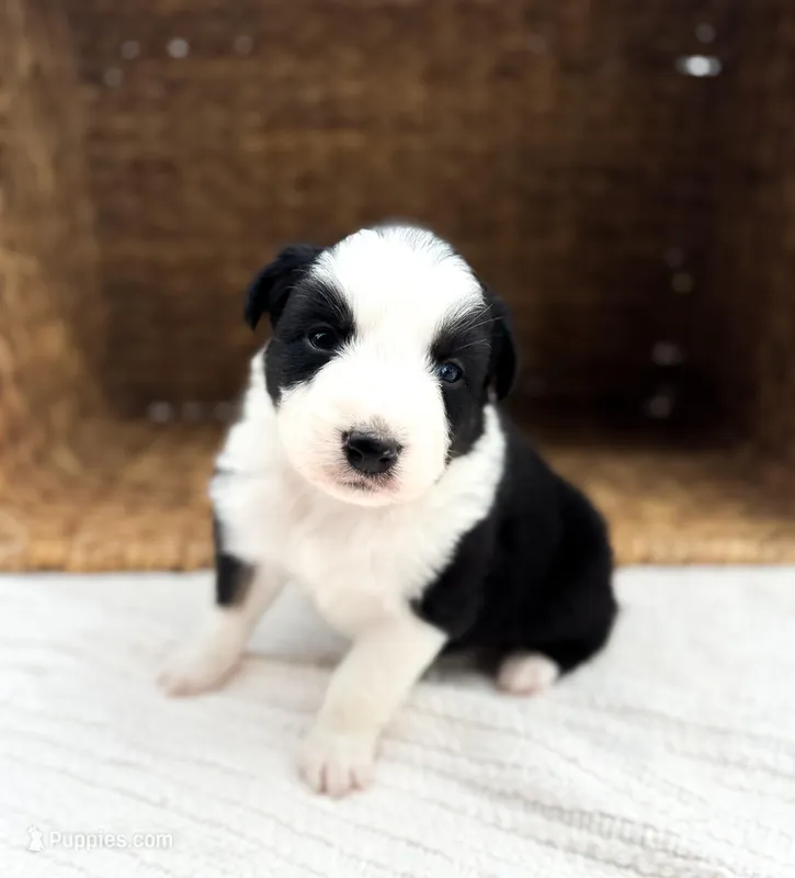 Jack – Australian Shepherd puppy for sale in Unionville, IA