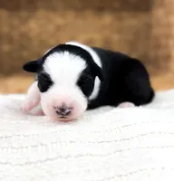 Bucky, a male Australian Shepherd for sale in Unionville, IA – Photo 2 of 4
