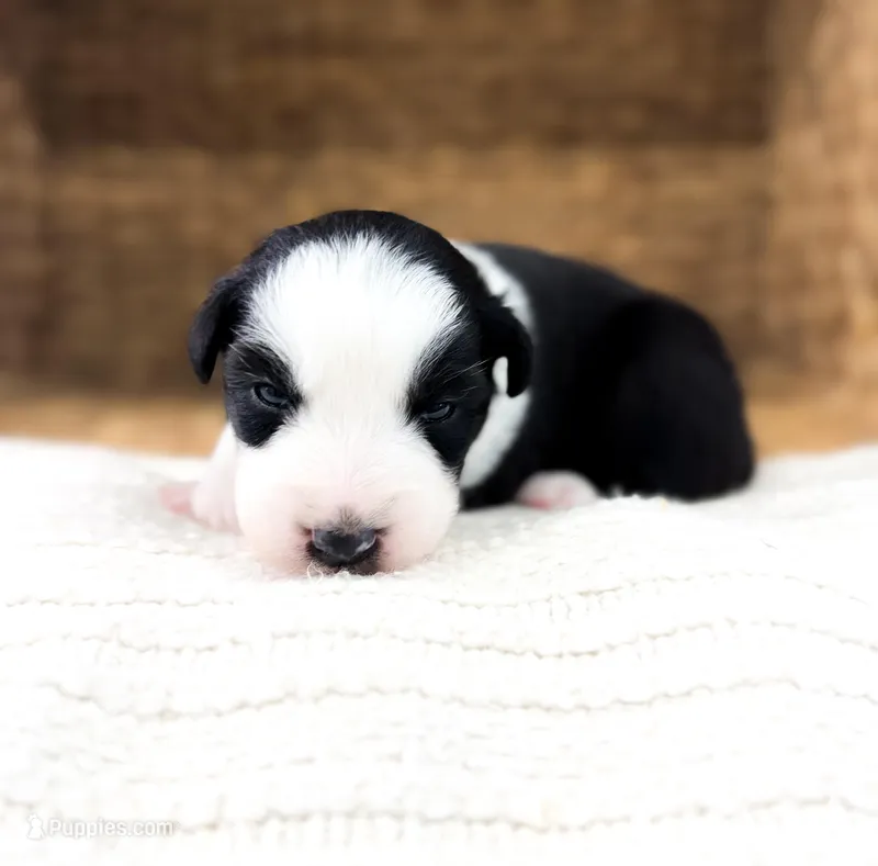 Jack – Australian Shepherd puppy for sale in Unionville, IA