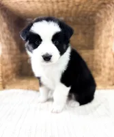 Jack, a male Australian Shepherd for sale in Unionville, IA – Photo 1 of 7