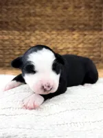 Jack, a male Australian Shepherd for sale in Unionville, IA – Photo 4 of 5