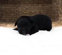 Chucky, a male Australian Shepherd for sale in Unionville, IA – Photo 5 of 5