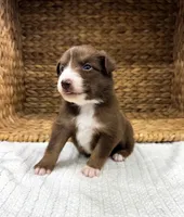 Rio, a male Australian Shepherd for sale in Unionville, IA – 2 of 3