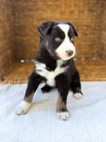 Star Dust, a female Australian Shepherd for sale in Unionville, IA – 2 of 2