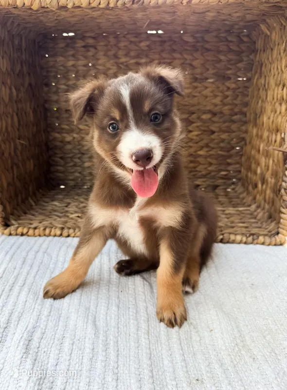 Cove – Australian Shepherd puppy for sale in Unionville, IA