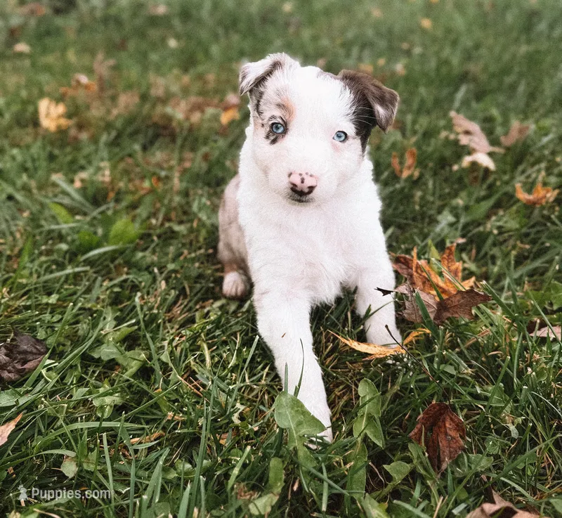Glitter – Australian Shepherd puppy for sale in Unionville, IA