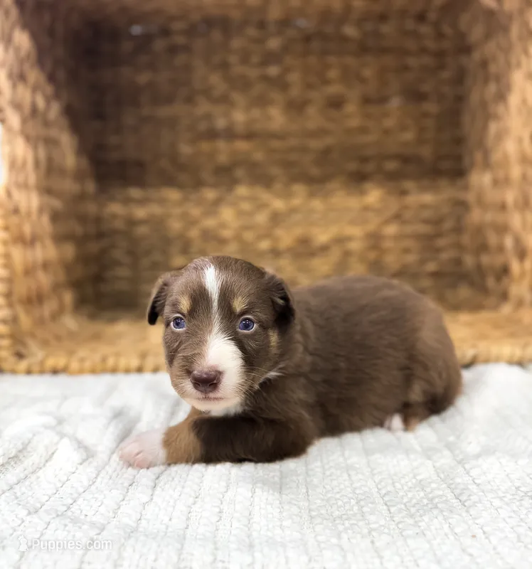 Tiki – Australian Shepherd puppy for sale in Unionville, IA