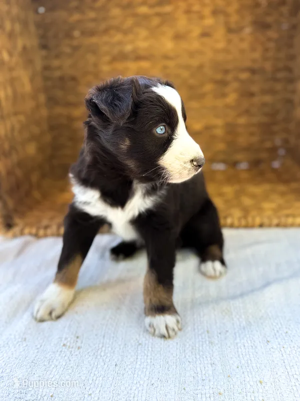 Star Dust, a female Australian Shepherd for sale in Unionville, IA – 1 of 2