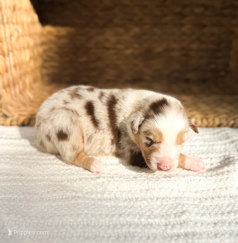 Parton – Australian Shepherd puppy for sale in Unionville, IA