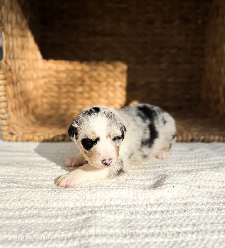 Truvyy – Australian Shepherd puppy for sale in Unionville, IA