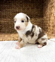 Sunny, a female Australian Shepherd for sale in Unionville, IA – 2 of 2