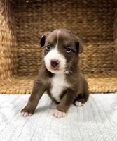 Rio, a male Australian Shepherd for sale in Unionville, IA – 3 of 3
