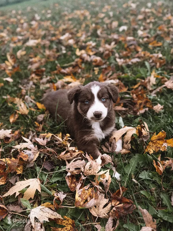 Sprinkles – Australian Shepherd puppy for sale in Unionville, IA