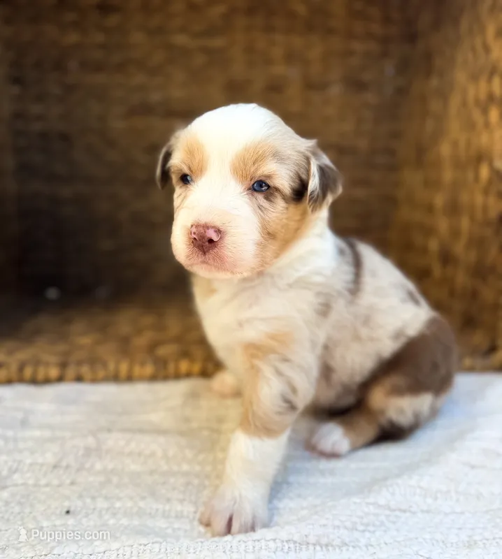 Parton – Australian Shepherd puppy for sale in Unionville, IA