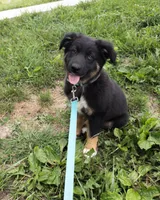 Winston, a male Australian Shepherd for sale in Unionville, IA – 3 of 5