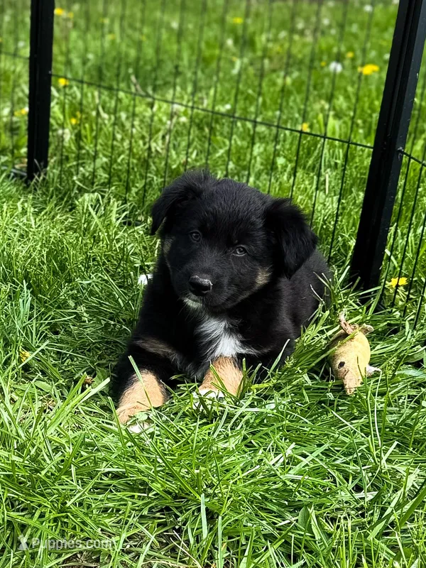 Chucky – Australian Shepherd puppy for sale in Unionville, IA