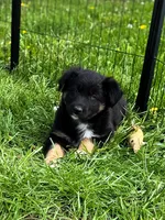Chucky, a male Australian Shepherd for sale in Unionville, IA – 1 of 9
