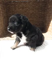 Chucky, a male Australian Shepherd for sale in Unionville, IA – Photo 10 of 10