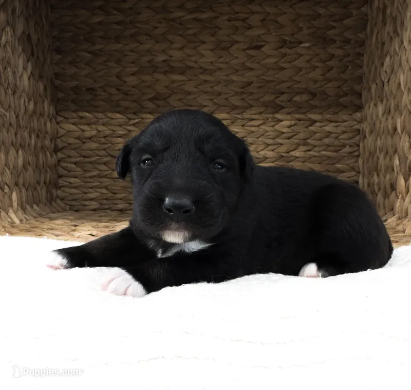 Chucky – Australian Shepherd puppy for sale in Unionville, IA