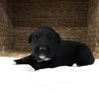 Chucky, a male Australian Shepherd for sale in Unionville, IA – Photo 1 of 5