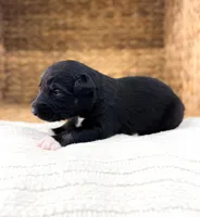 Chucky, a male Australian Shepherd for sale in Unionville, IA – Photo 3 of 5