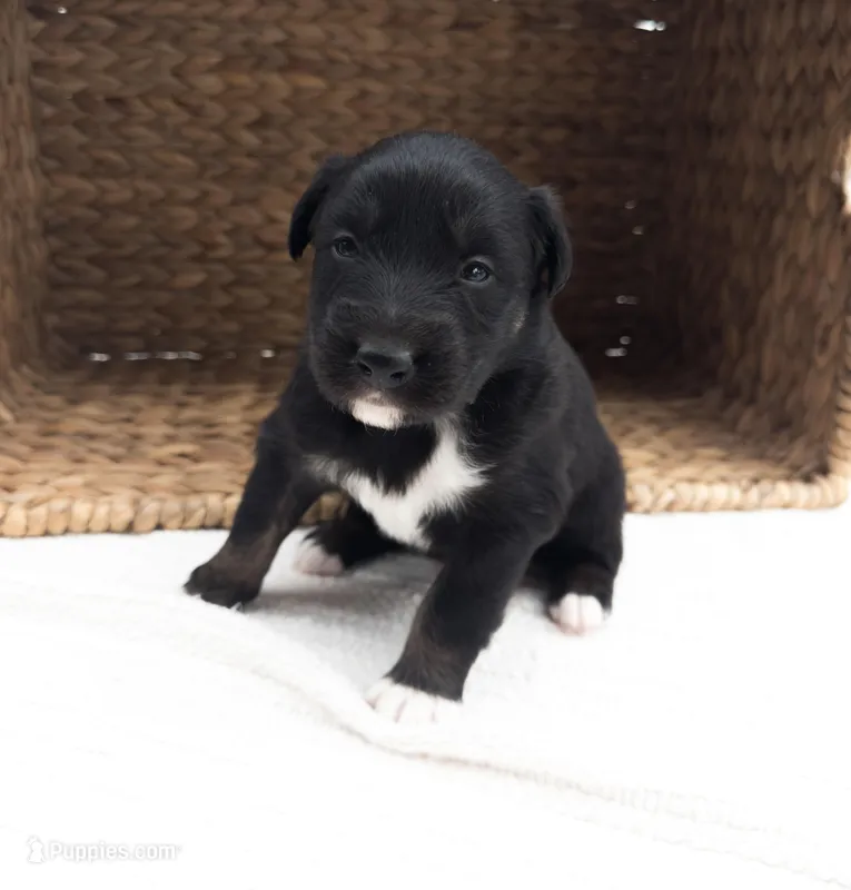 Chucky – Australian Shepherd puppy for sale in Unionville, IA