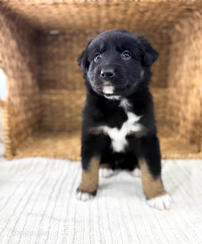 Chucky – Australian Shepherd puppy for sale in Unionville, IA