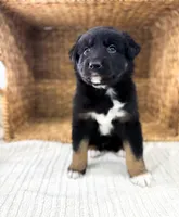 Chucky, a male Australian Shepherd for sale in Unionville, IA – Photo 1 of 10