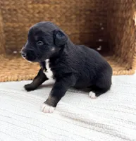 Chucky, a male Australian Shepherd for sale in Unionville, IA – Photo 7 of 10