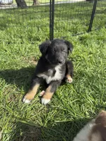 Chucky, a male Australian Shepherd for sale in Unionville, IA – 9 of 9