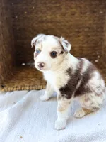 Sparkle , a female Australian Shepherd for sale in Unionville, IA – 2 of 2