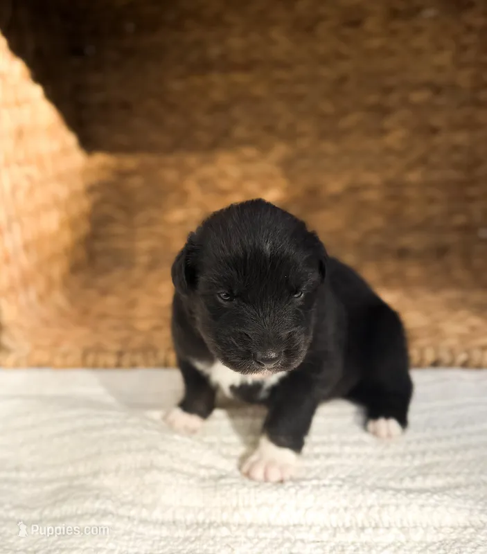 Porter – Australian Shepherd puppy for sale in Unionville, IA