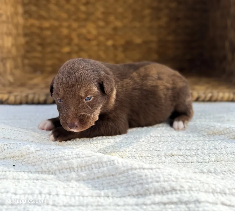 Loretta – Australian Shepherd puppy for sale in Unionville, IA
