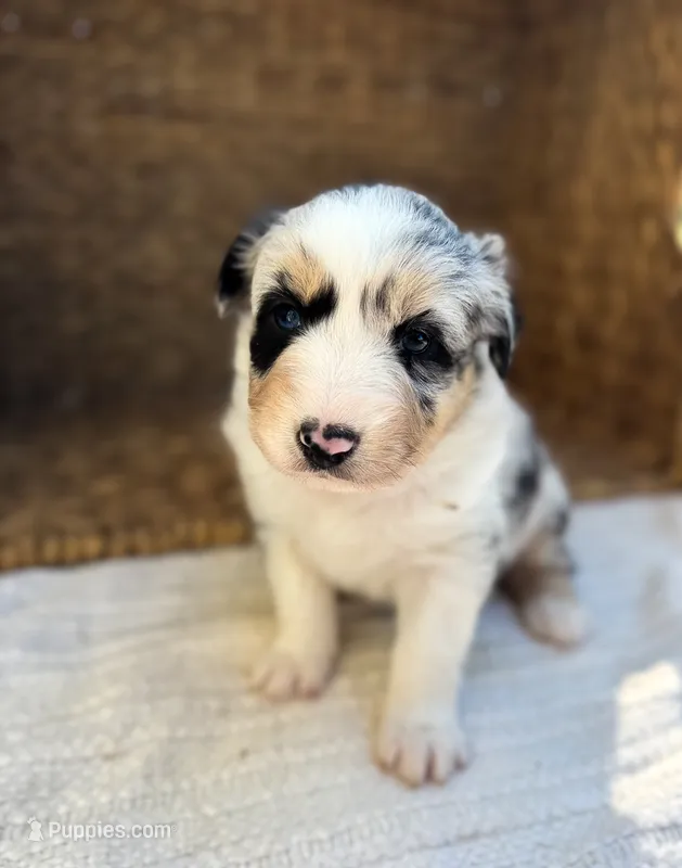 Truvyy – Australian Shepherd puppy for sale in Unionville, IA