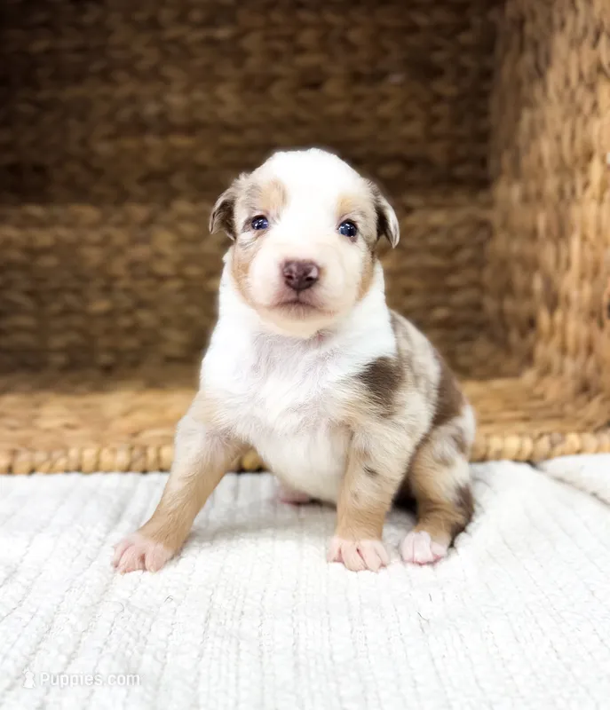 Sunny – Australian Shepherd puppy for sale in Unionville, IA